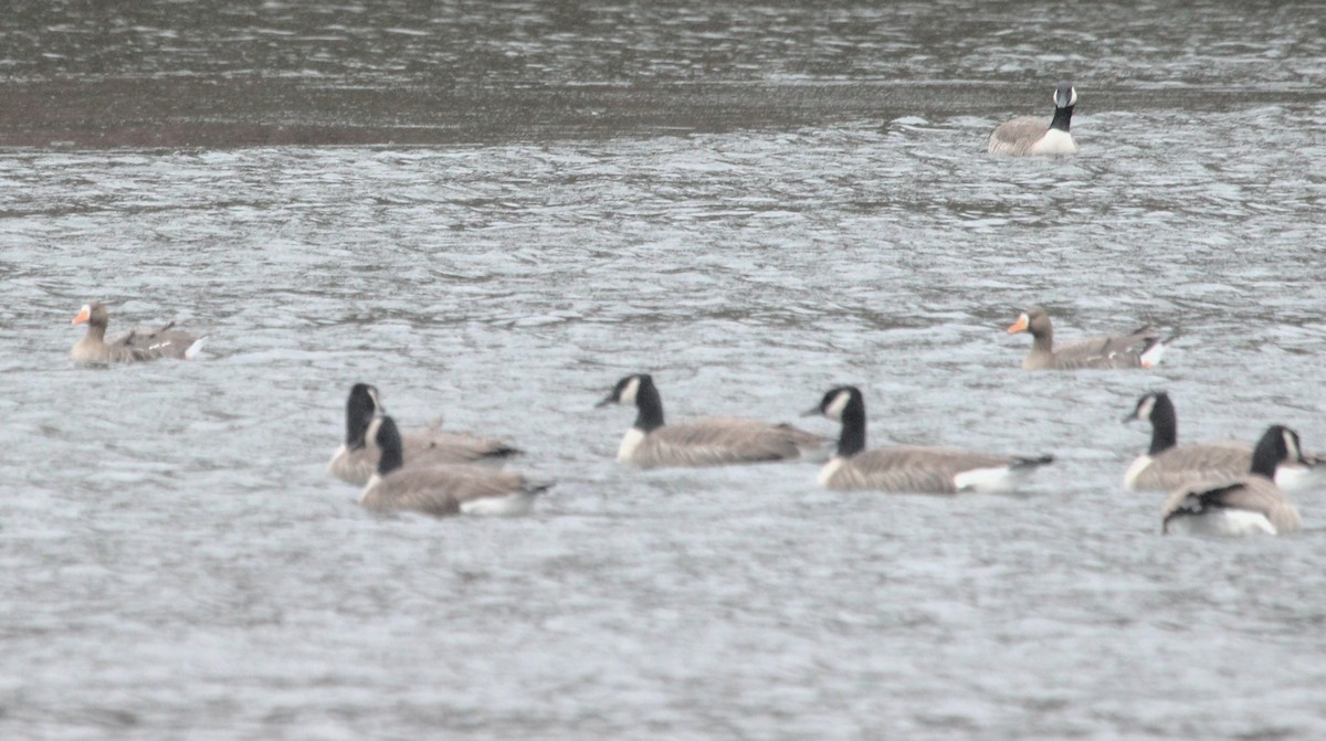 Greater White-fronted Goose - ML646700477