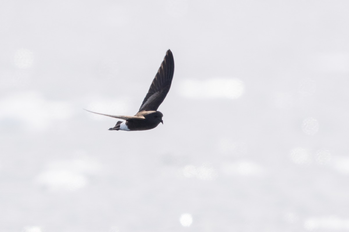 יסעורון וילסון - ML646700479