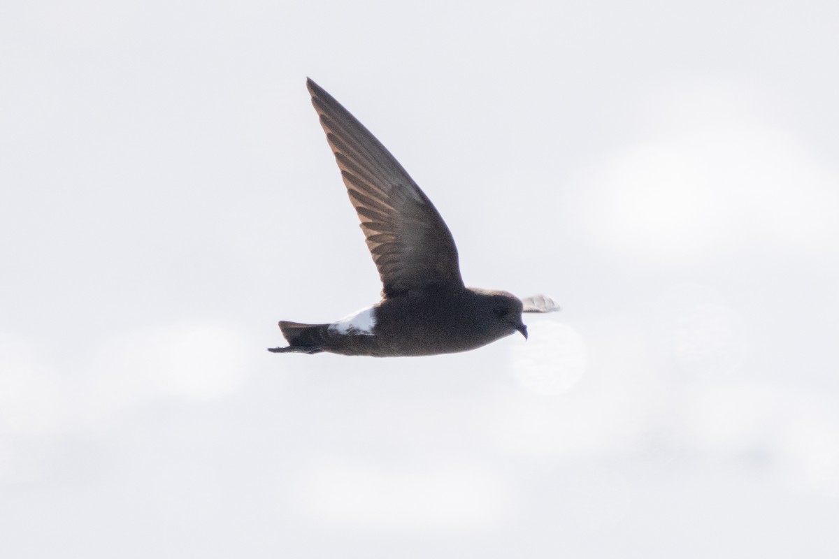 יסעורון וילסון - ML646700480