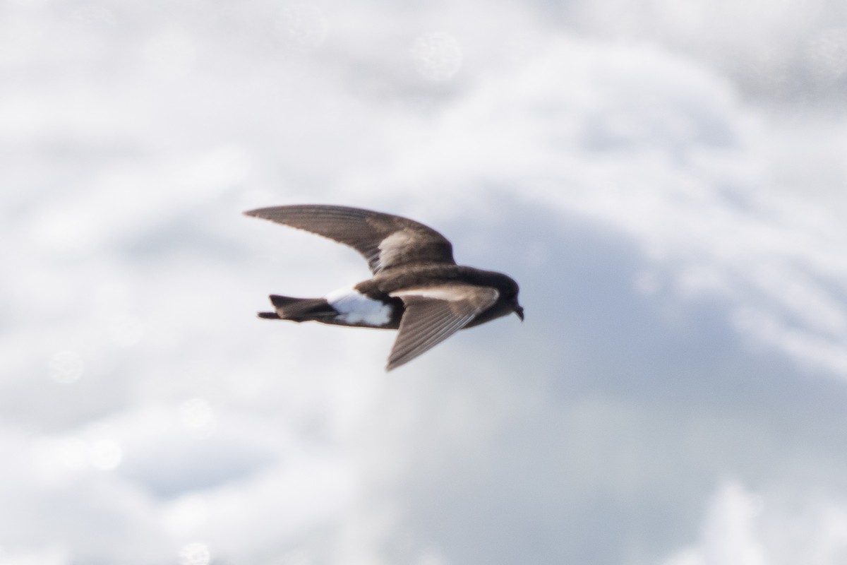 יסעורון וילסון - ML646700481