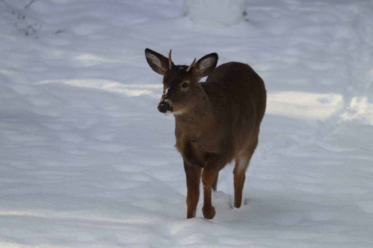 אייל פרדי לבן-זנב - ML646700482