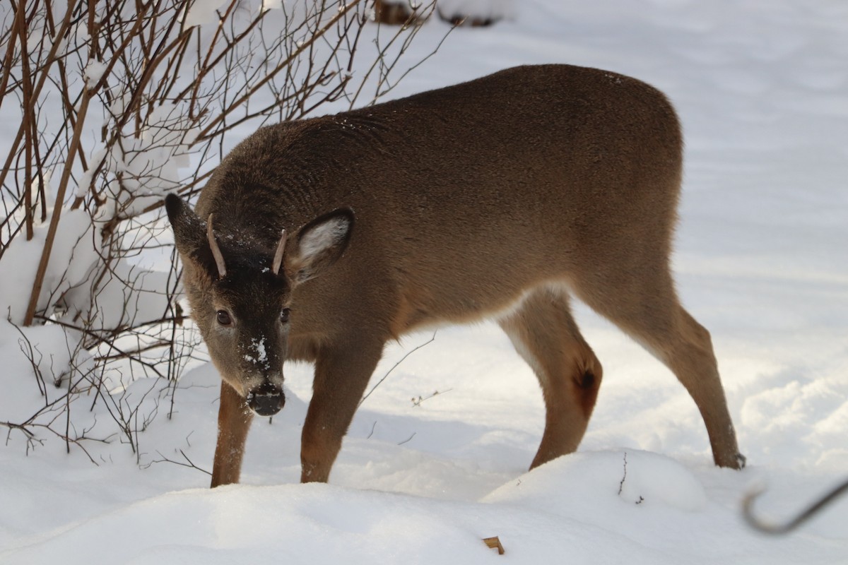 אייל פרדי לבן-זנב - ML646700483