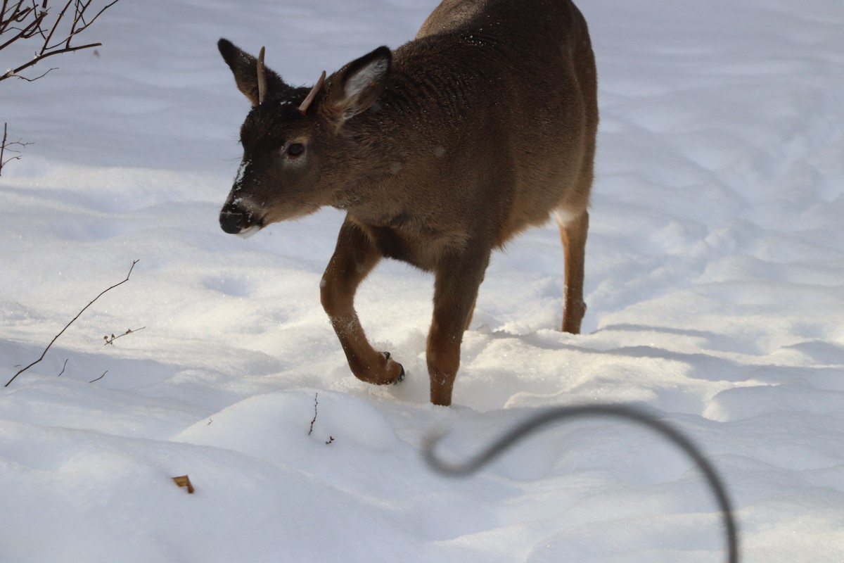 אייל פרדי לבן-זנב - ML646700484
