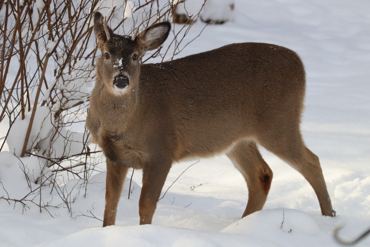 אייל פרדי לבן-זנב - ML646700485