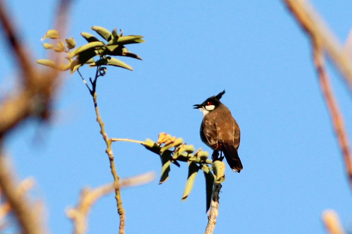 Red-whiskered Bulbul - ML646700488