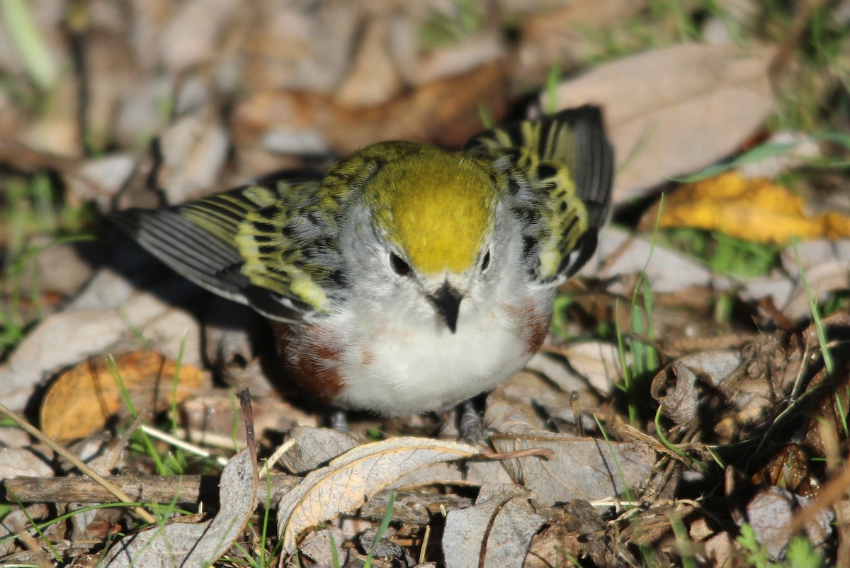Chestnut-sided Warbler - ML646700495