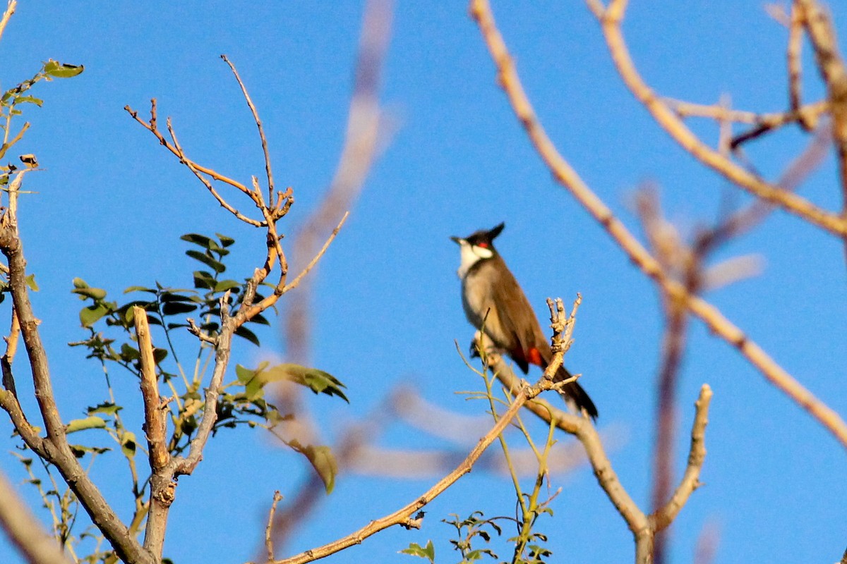 Красноухий бюльбюль - ML646700500