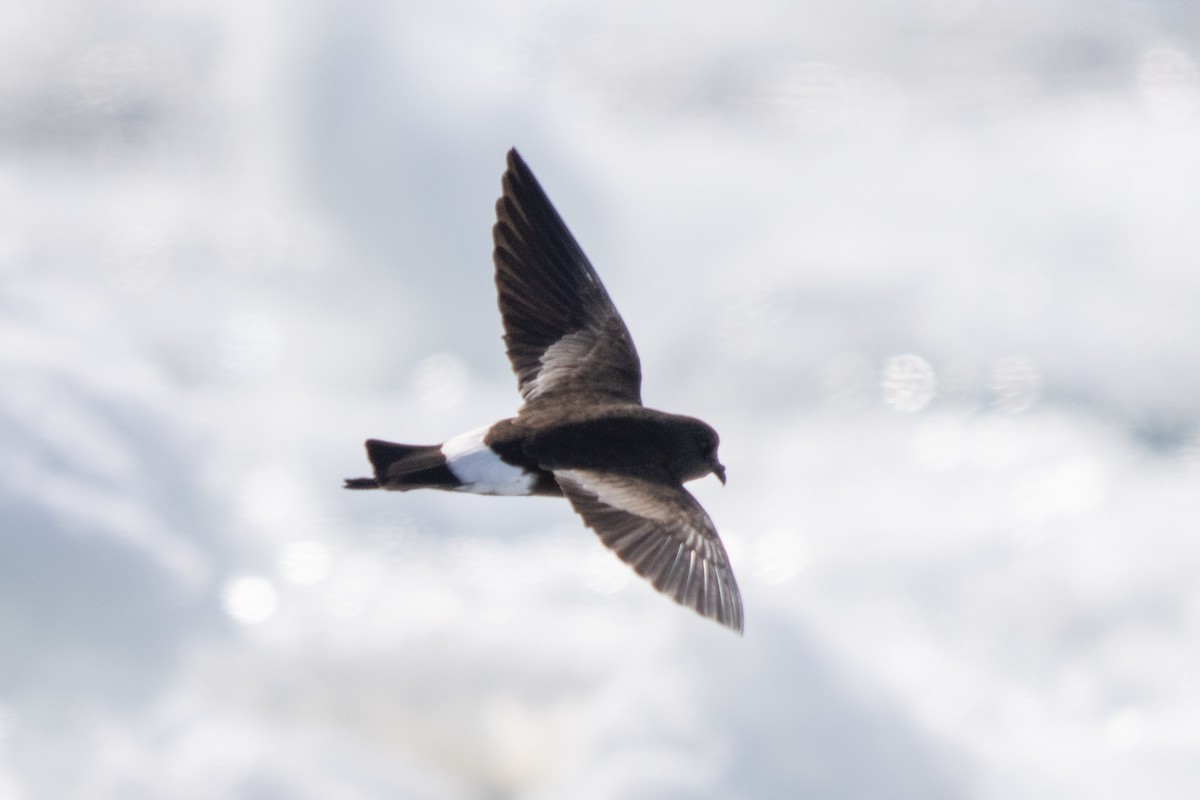יסעורון וילסון - ML646700506