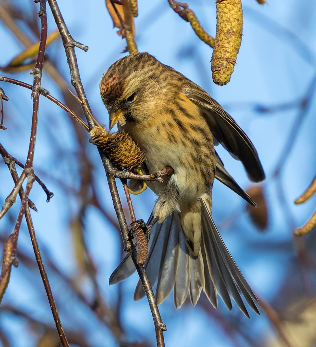 Sizerin flammé - ML646700513