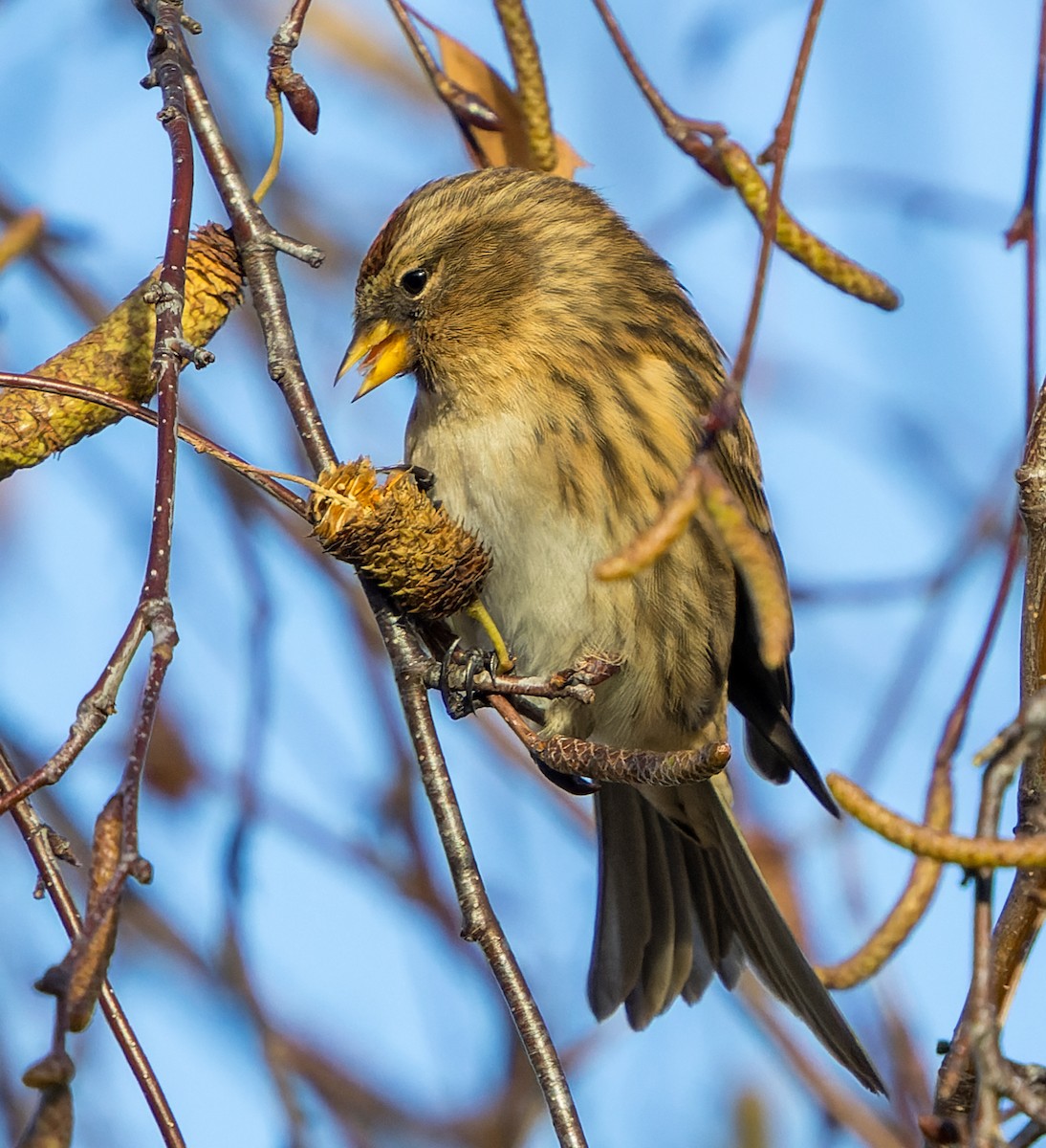 Sizerin flammé - ML646700514