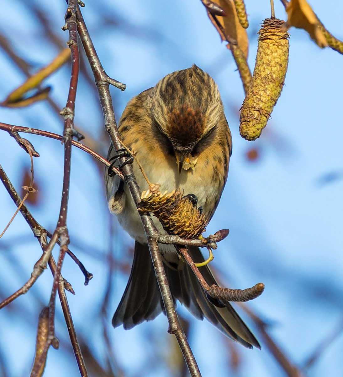 Sizerin flammé - ML646700518