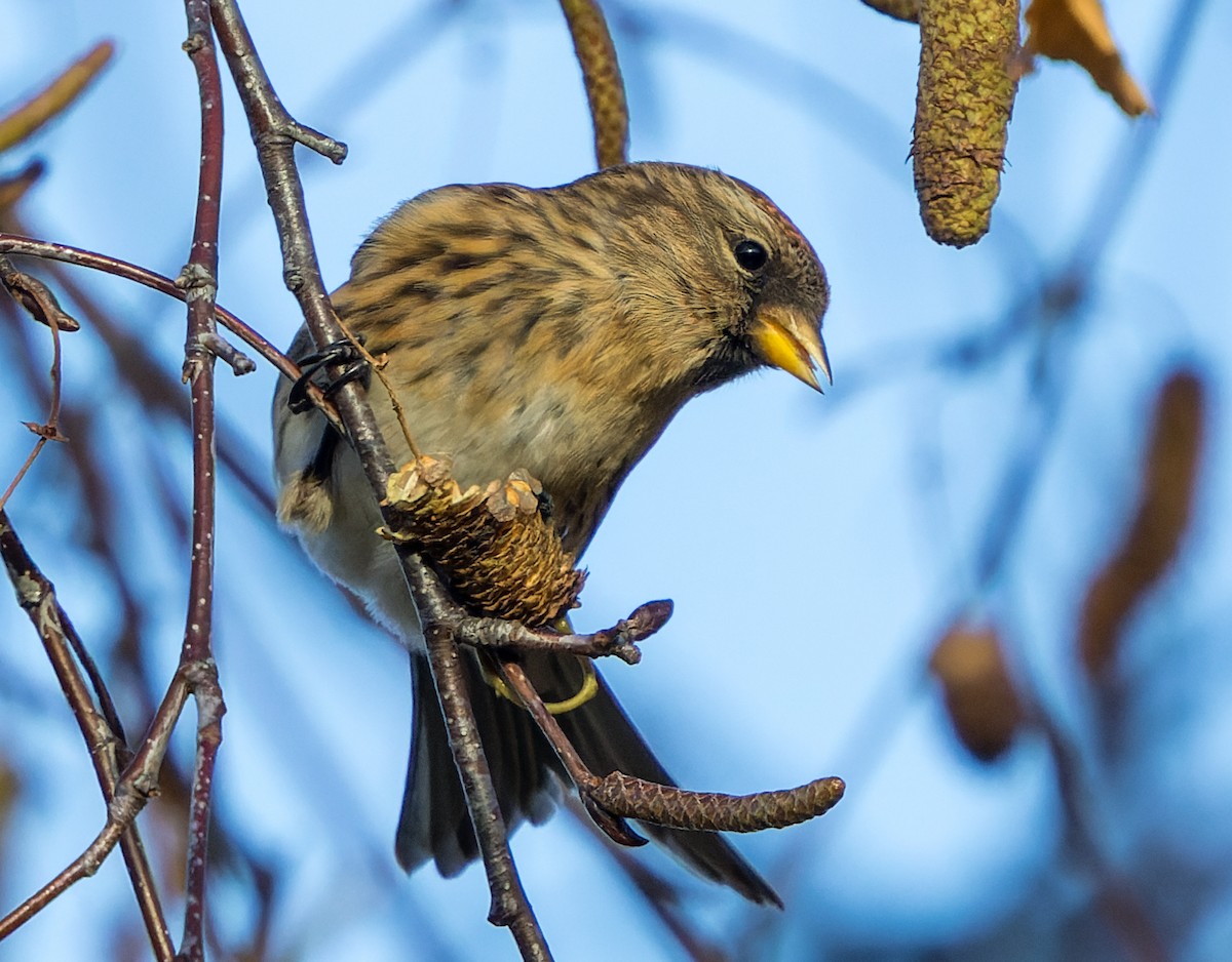 Sizerin flammé - ML646700519