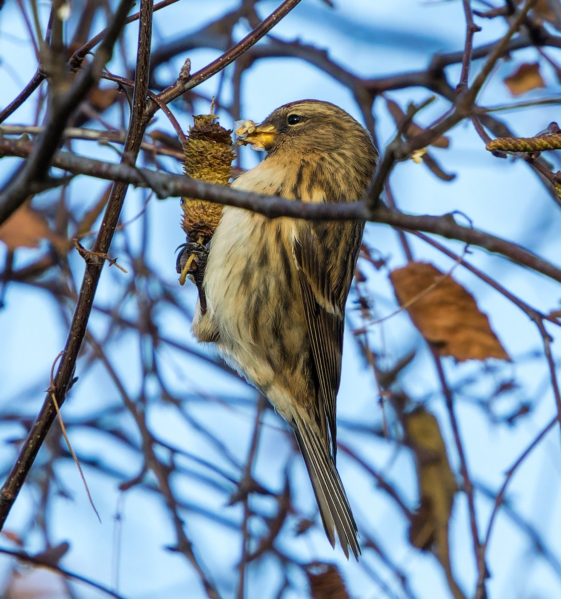 Sizerin flammé - ML646700522