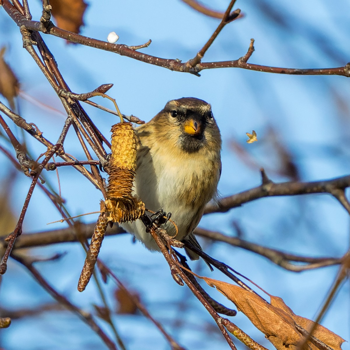 Sizerin flammé - ML646700524