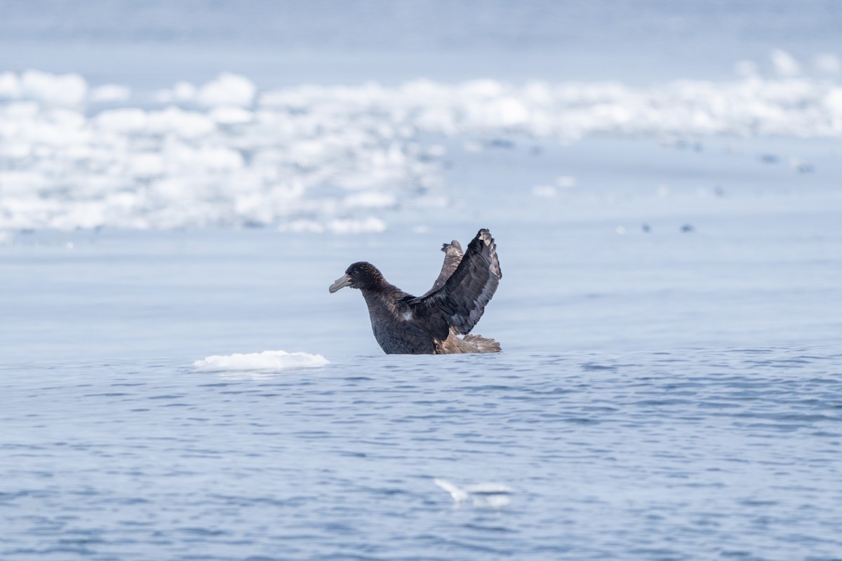סערון-ענק דרומי - ML646700536