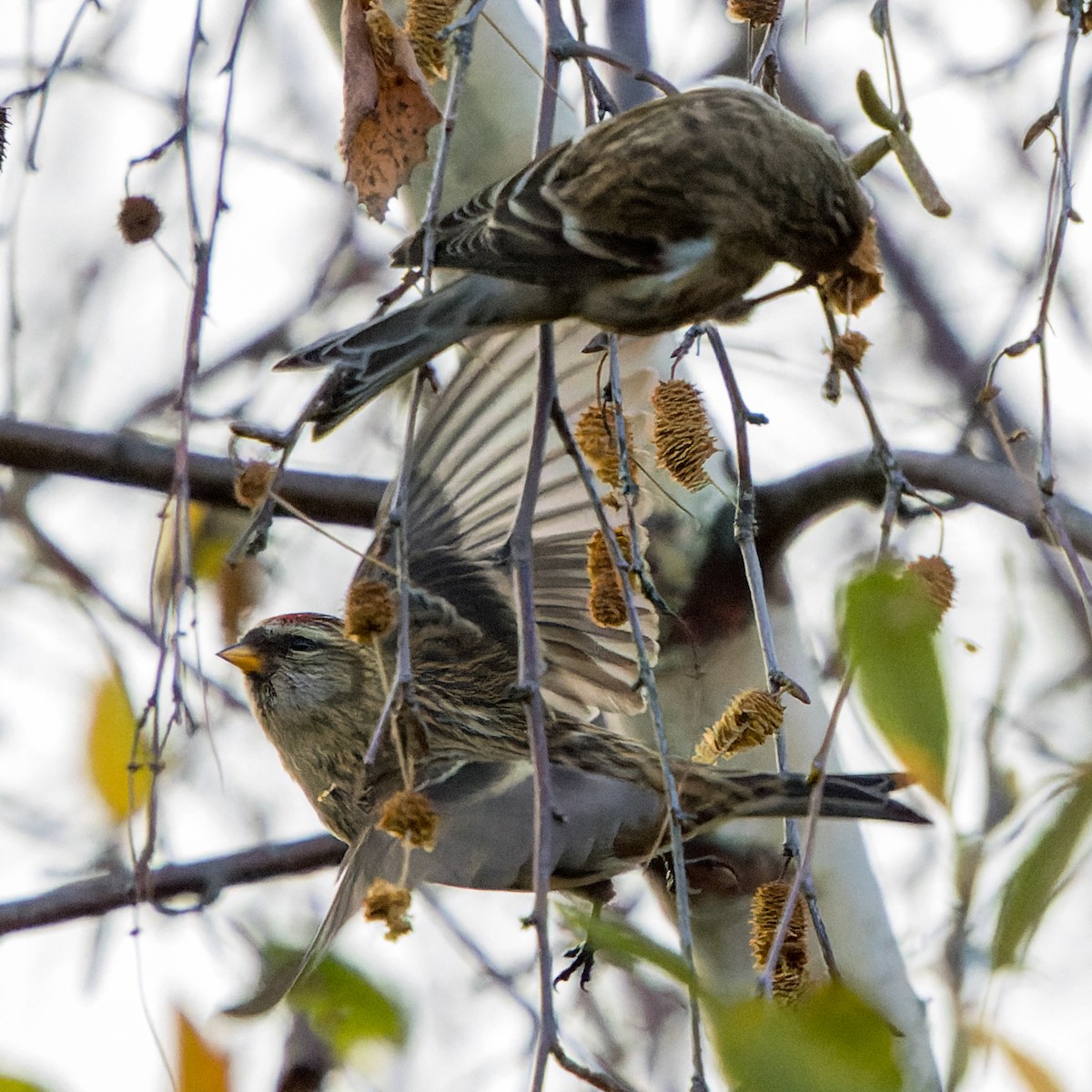 Sizerin flammé - ML646700539