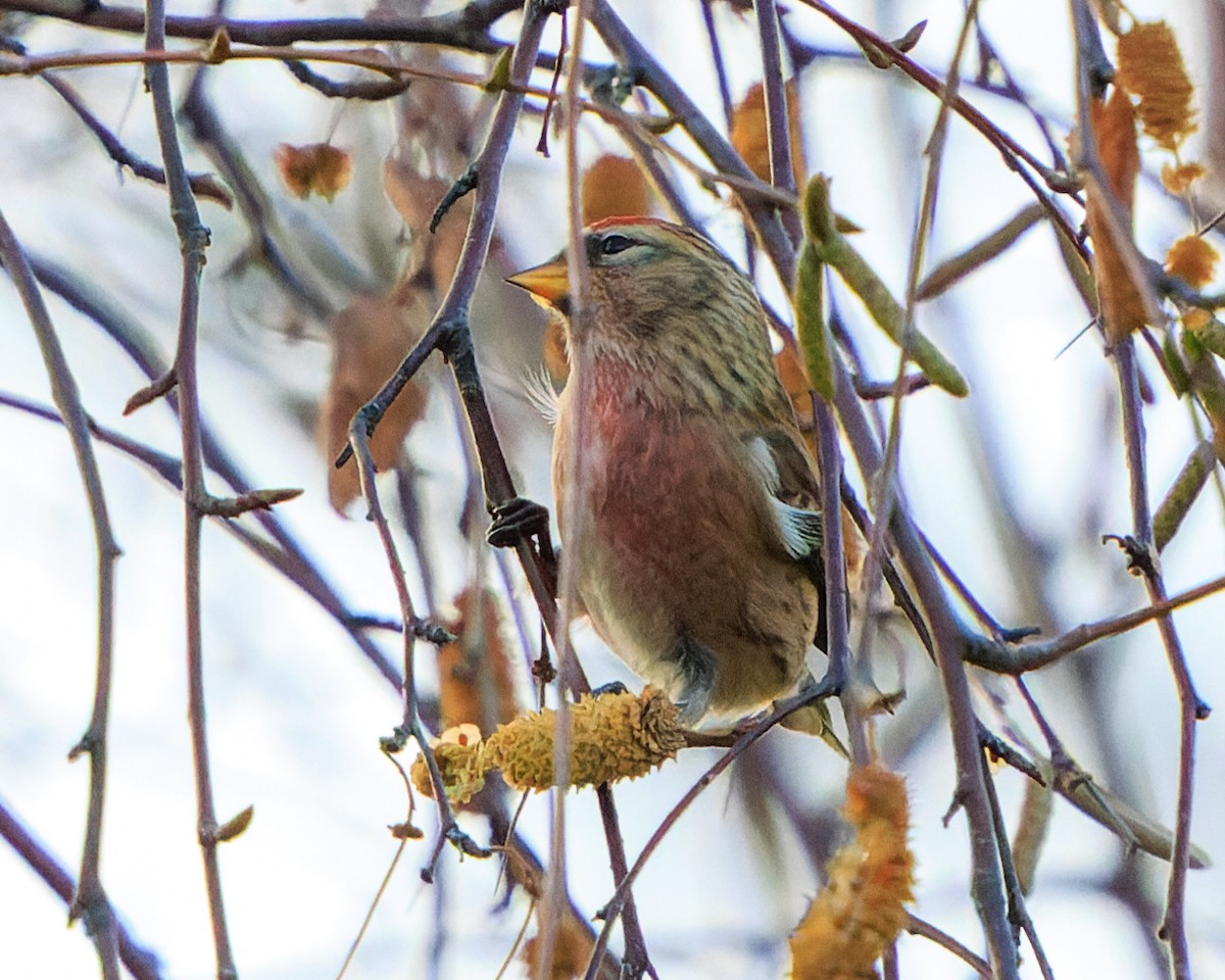 Sizerin flammé - ML646700540