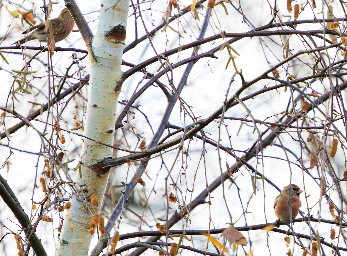 Sizerin flammé - ML646700541