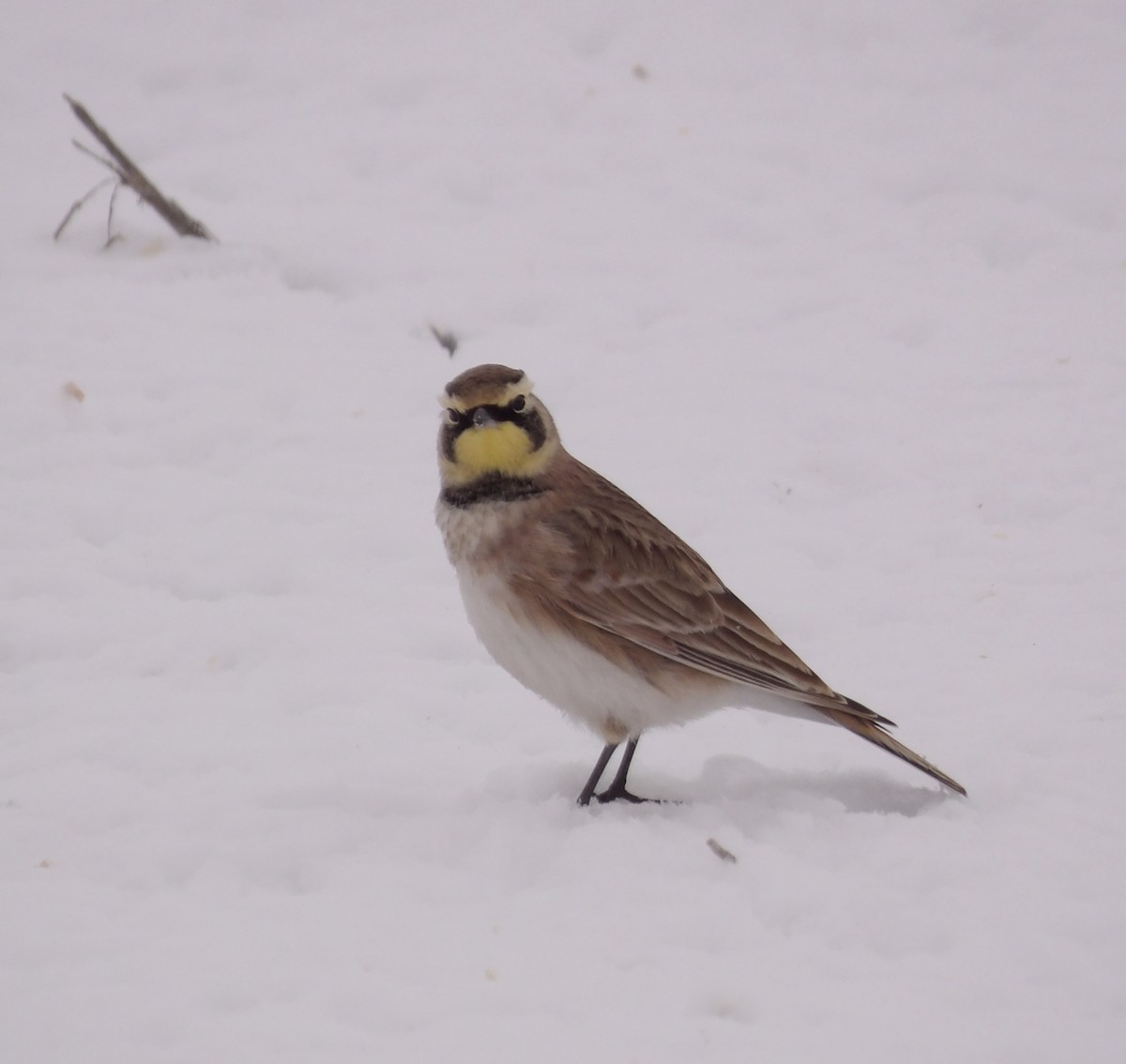 Horned Lark - ML646700543