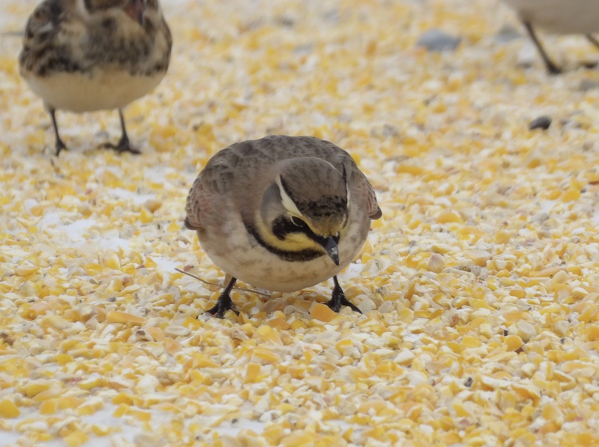 Horned Lark - ML646700544