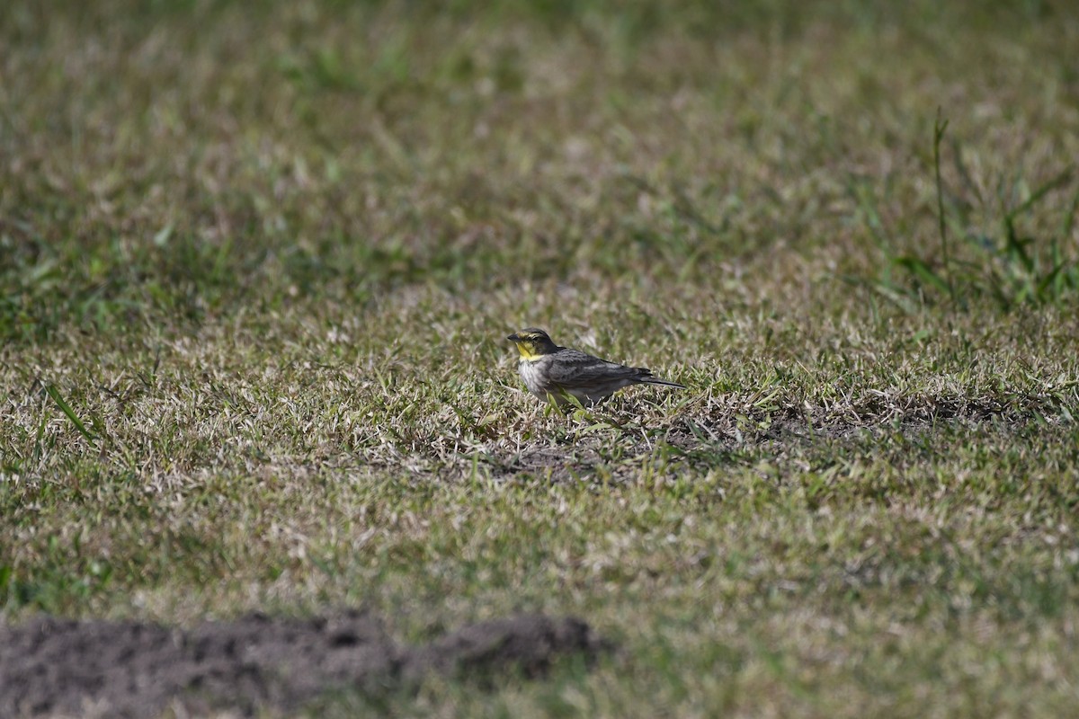 Horned Lark - ML646700548