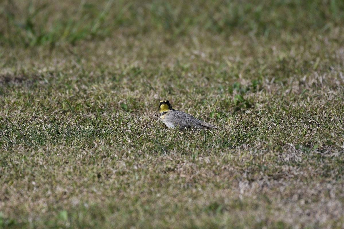 Horned Lark - ML646700549