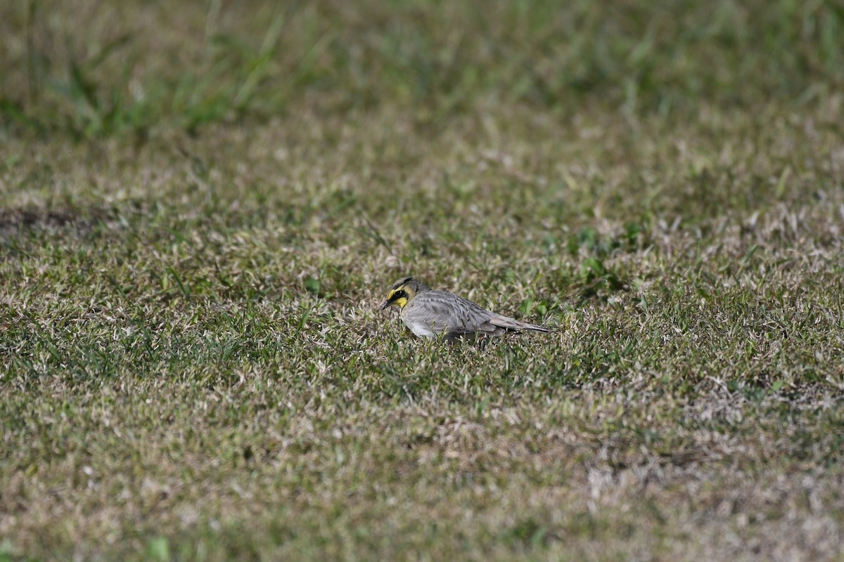 Horned Lark - ML646700550