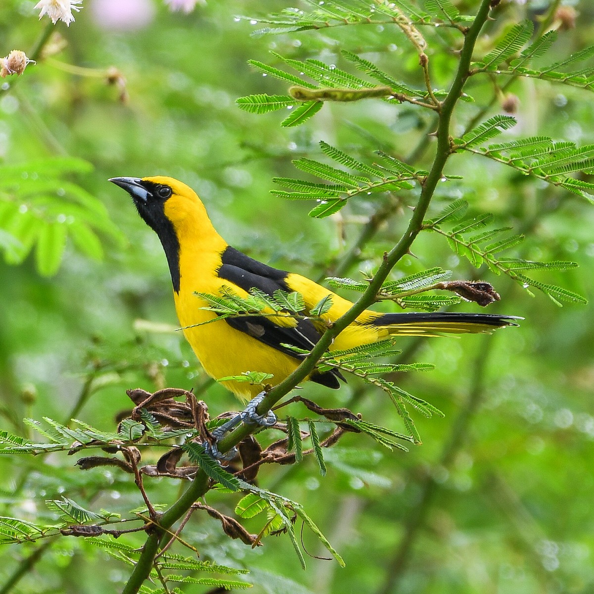Yellow-tailed Oriole - ML646700552