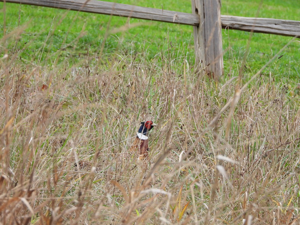 bažant obecný - ML646700553