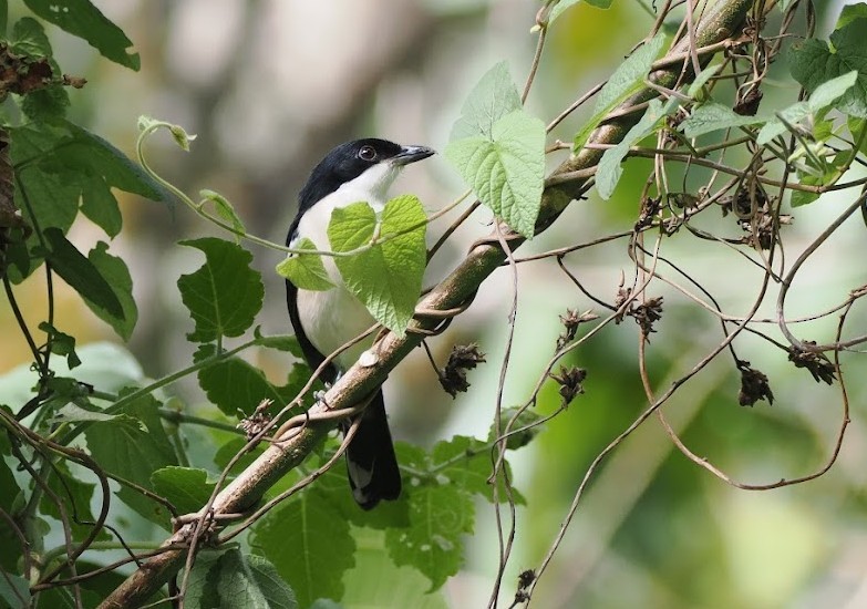 Tropenwürger - ML646700555