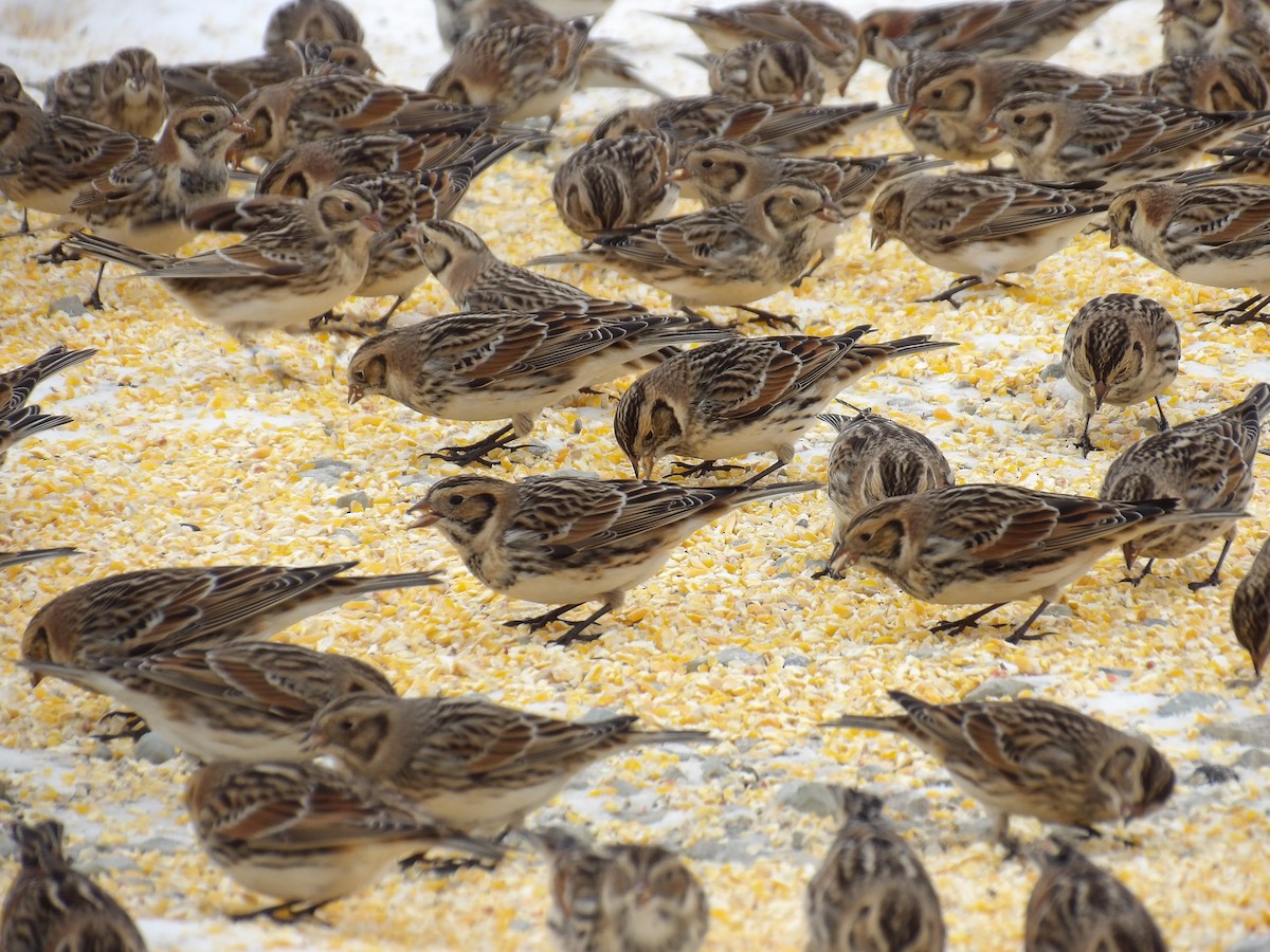 Lapland Longspur - ML646700556