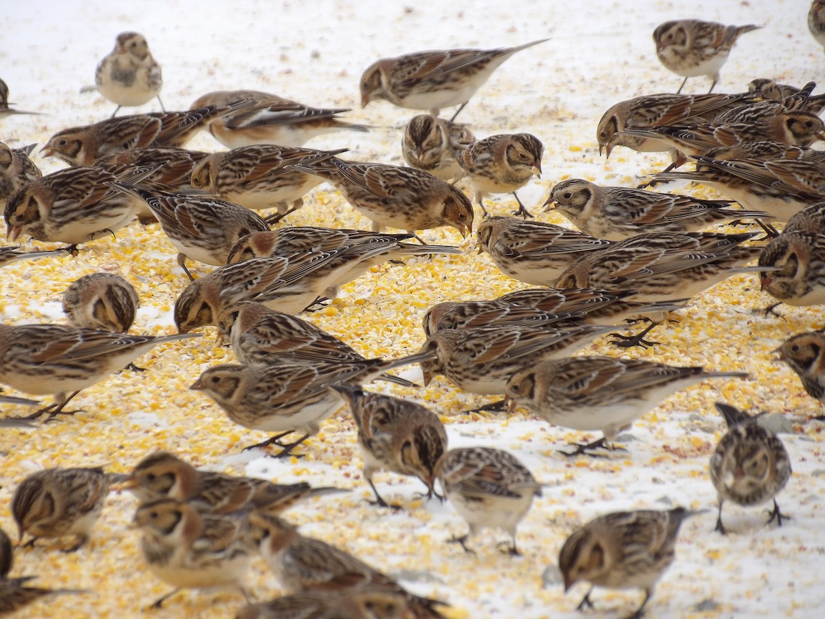 Lapland Longspur - ML646700557