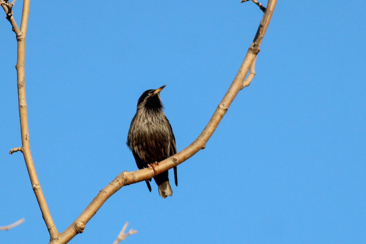 Одноцветный скворец - ML646700558