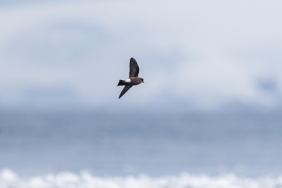 יסעורון וילסון - ML646700559