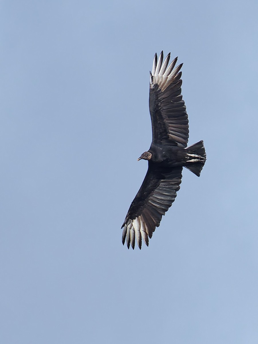 Rabengeier - ML646700564