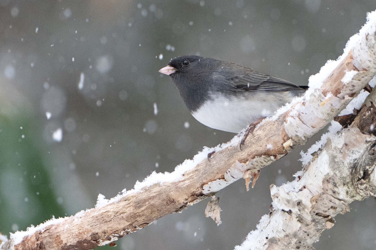 Серый юнко (Серый) - ML646700565