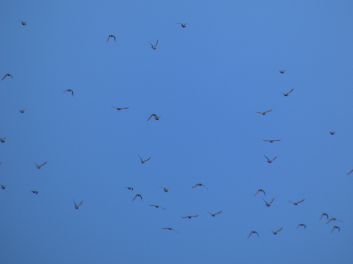 Сивка звичайна - ML646700568