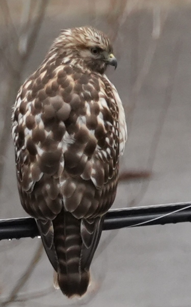 Red-shouldered Hawk - ML646700569
