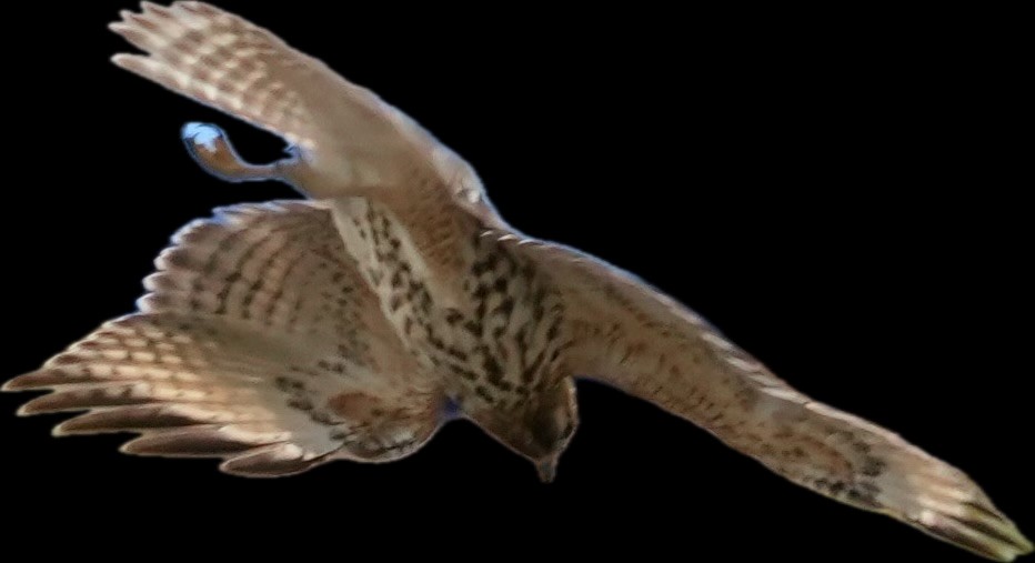 Red-shouldered Hawk - ML646700570