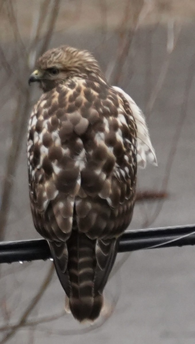 Red-shouldered Hawk - ML646700571