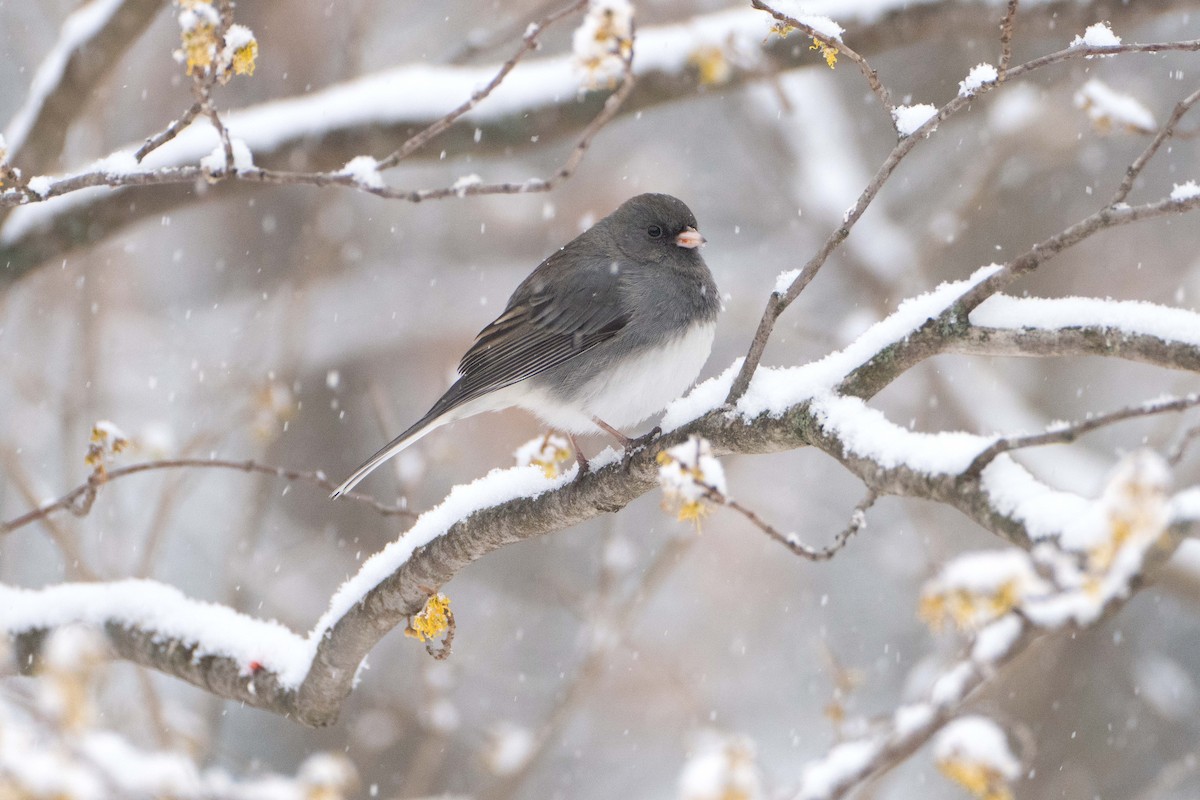 Серый юнко (Серый) - ML646700572