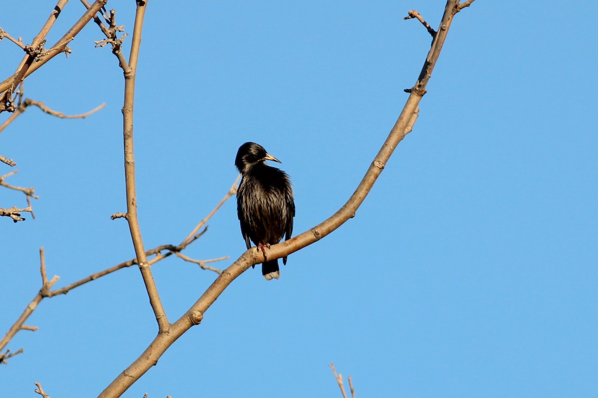 Одноцветный скворец - ML646700574