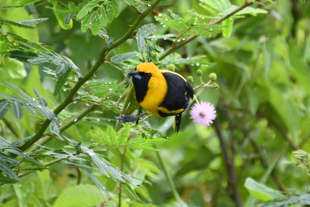 Yellow-tailed Oriole - ML646700576