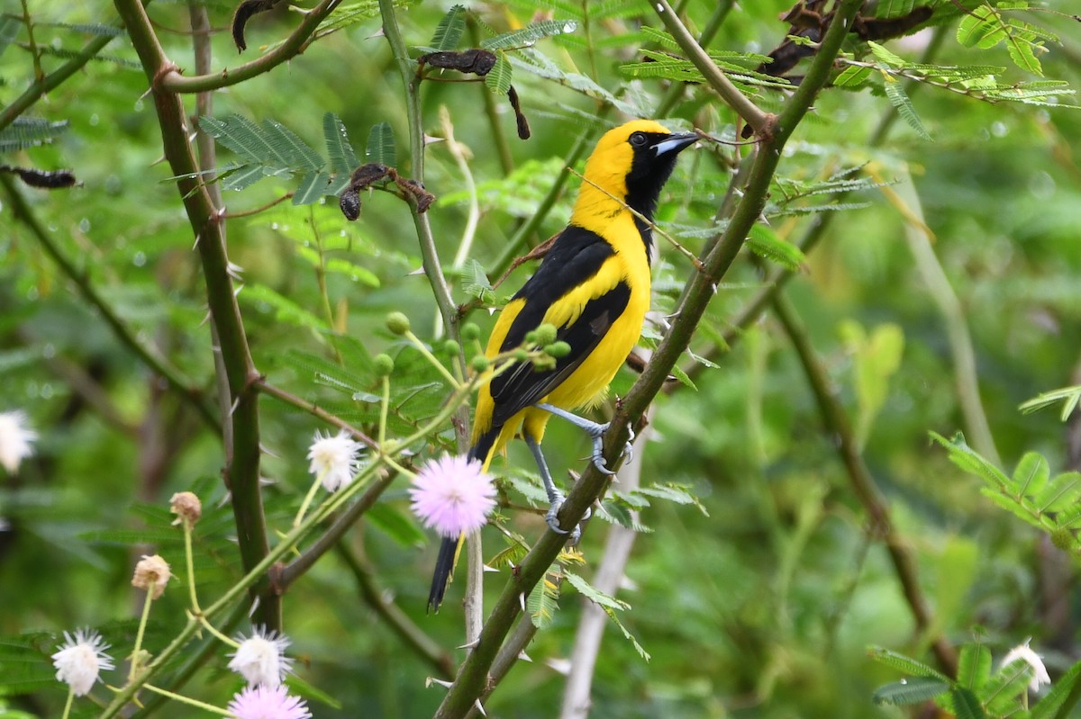 Yellow-tailed Oriole - ML646700577