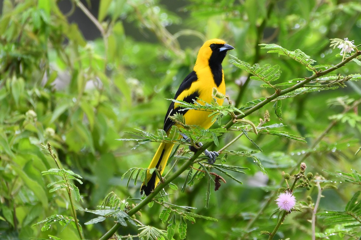 Yellow-tailed Oriole - ML646700578