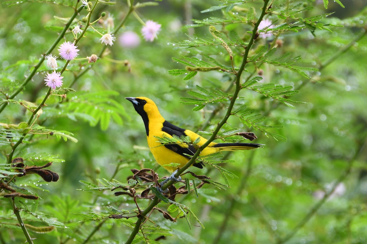 Yellow-tailed Oriole - ML646700579