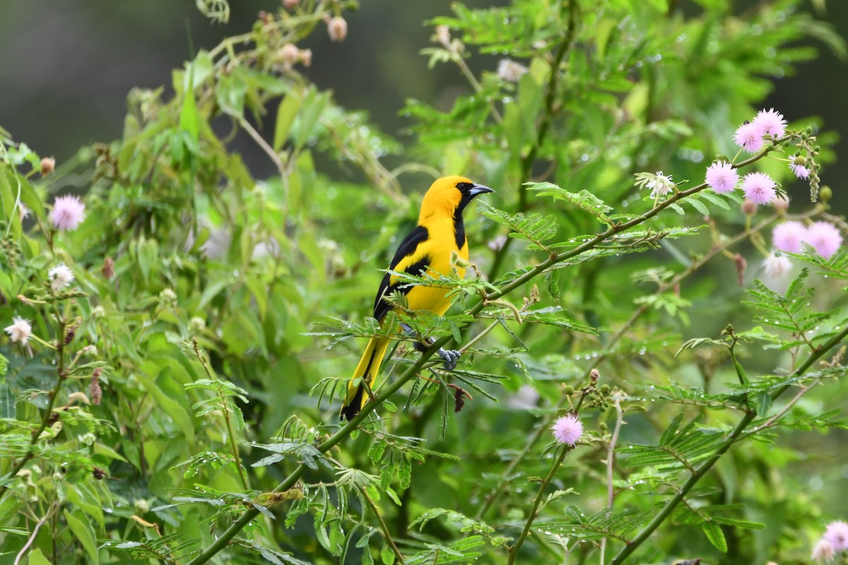 Yellow-tailed Oriole - ML646700580