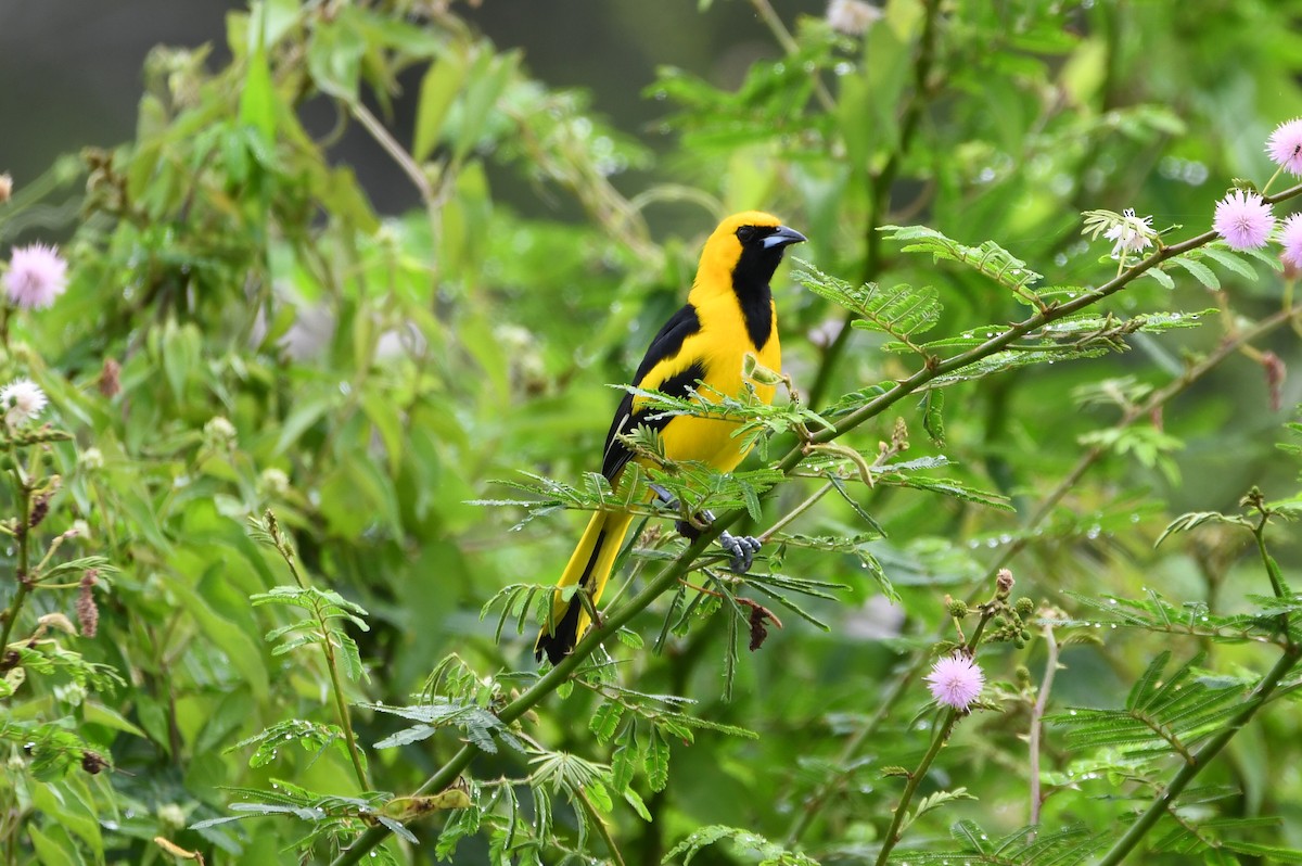 Yellow-tailed Oriole - ML646700581