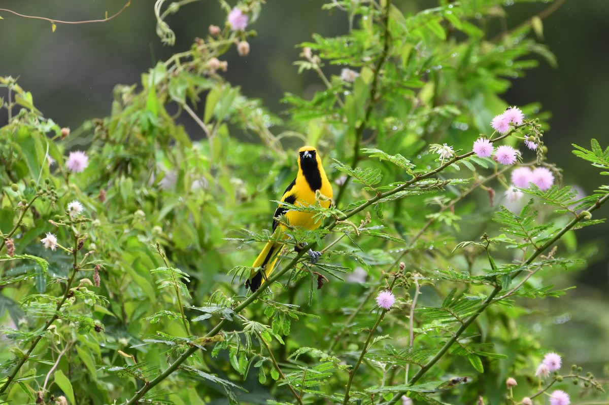 Yellow-tailed Oriole - ML646700582