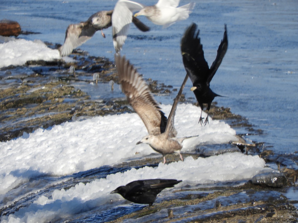 American Herring Gull - ML646700585